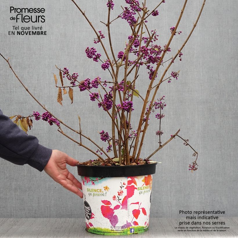 Spécimen de Callicarpa bodinieri Imperial Pearl Pot de 7,5L/10L tel que livré en automne