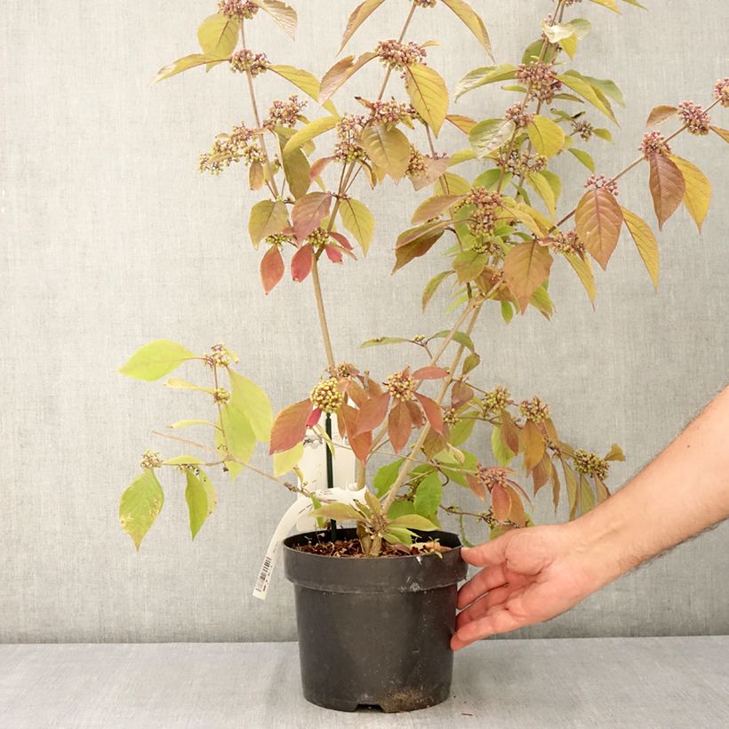 Spécimen de Callicarpa bodinieri Imperial Pearl Pot de 3L/4L tel que livré en été