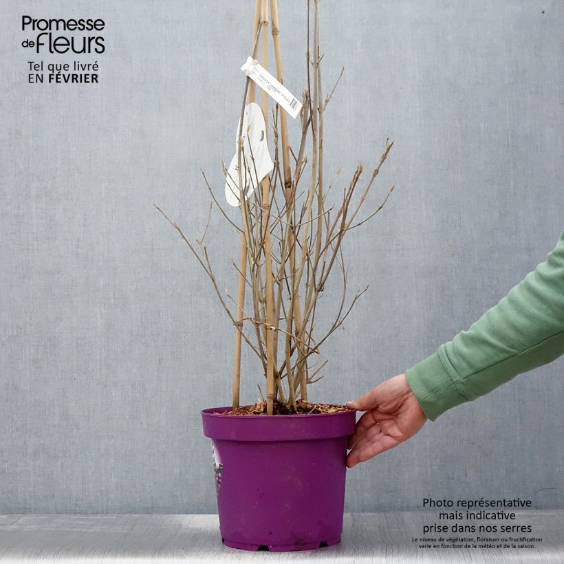 Spécimen de Callicarpa bodinieri Liebespaar - Arbuste aux bonbons Pot de 7,5L/10L tel que livré en hiver