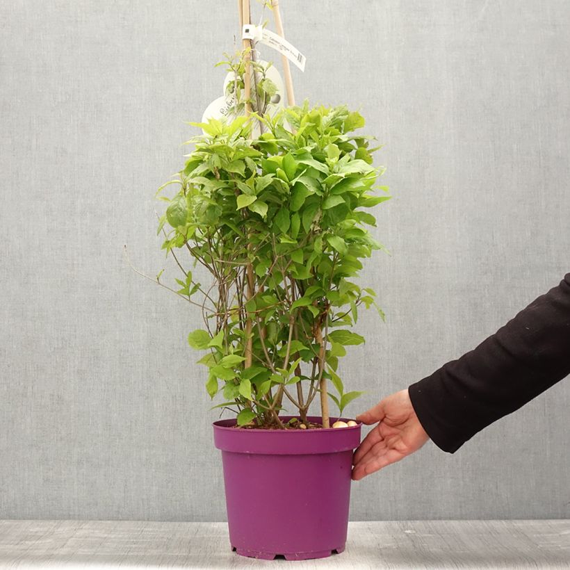 Spécimen de Callicarpa bodinieri Liebespaar - Arbuste aux bonbons Pot de 7,5L/10L tel que livré au printemps