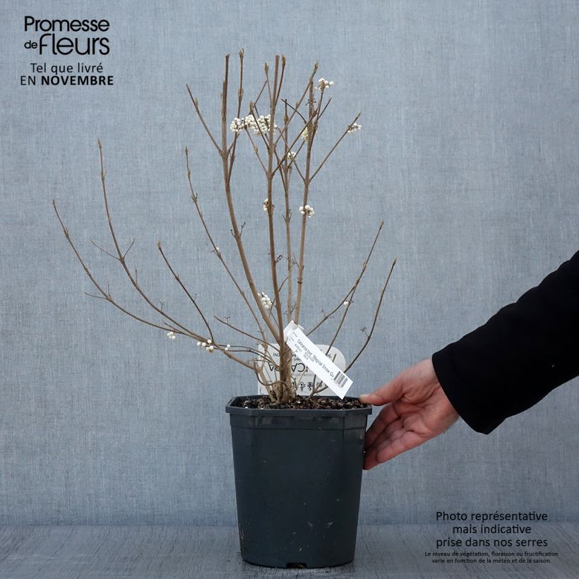 Spécimen de Callicarpa bodinieri Magical Snowqueen  Pot de 3L/4L tel que livré en automne
