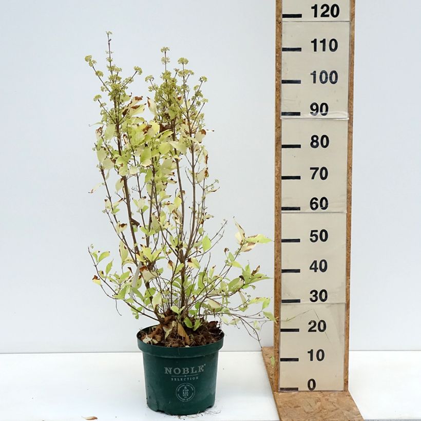 Spécimen de Callicarpa bodinieri Magical Snowqueen  Pot de 7,5L/10L tel que livré en automne