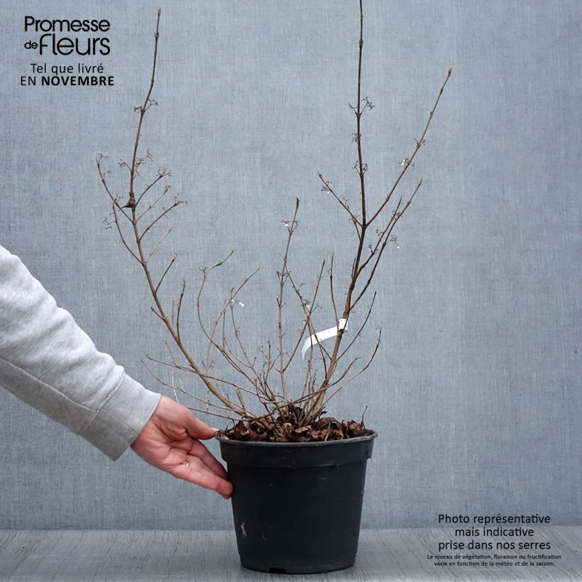 Spécimen de Callicarpa bodinieri Magical Snowstar Pot de 3L/4L tel que livré en automne