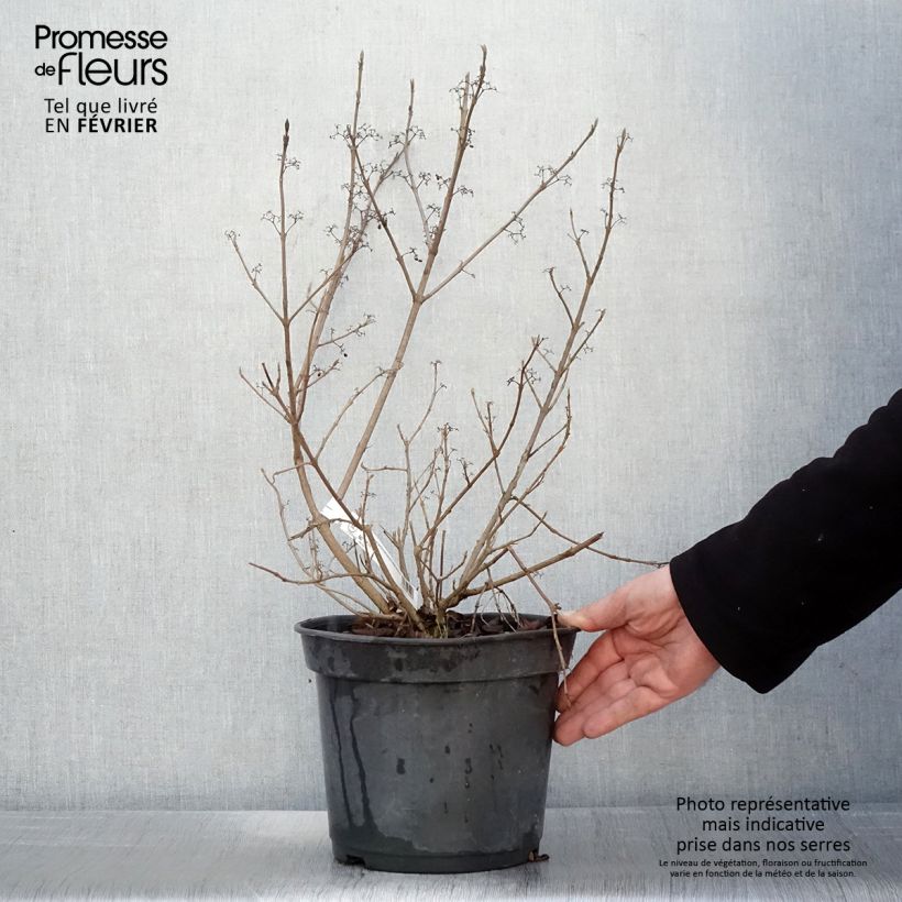 Spécimen de Callicarpa bodinieri Magical Snowstar Pot de 3L/4L tel que livré en hiver