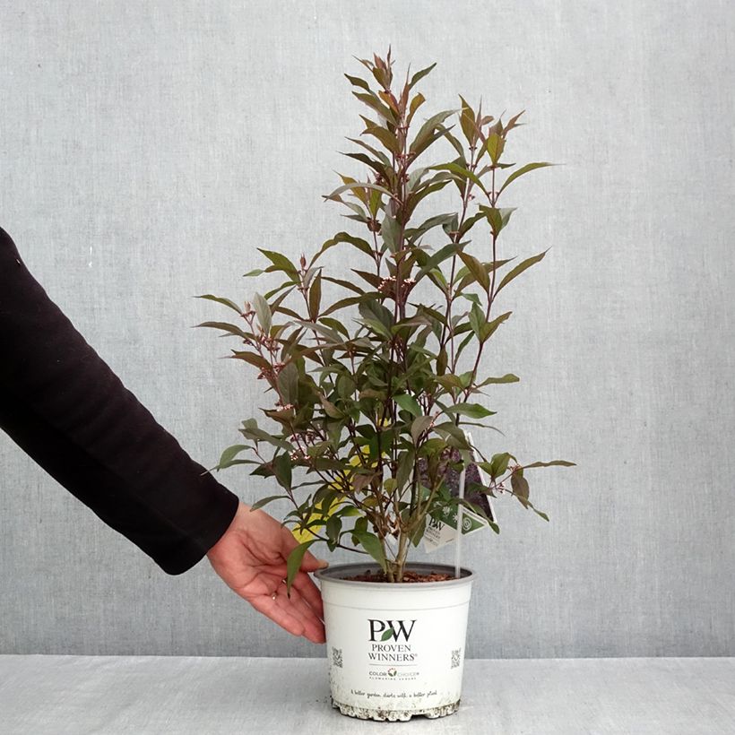Spécimen de Callicarpa bodinieri Pearl Glam Pot de 3L/4L tel que livré en automne