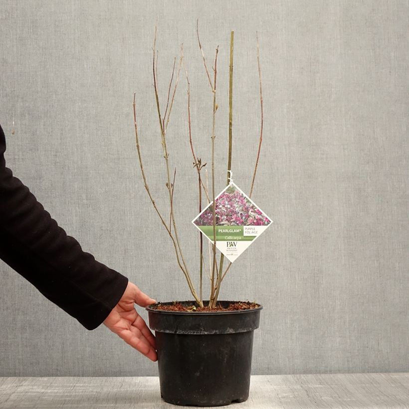 Spécimen de Callicarpa bodinieri Pearl Glam Pot de 3L/4L tel que livré au printemps