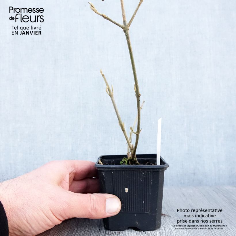 Spécimen de Callicarpa bodinieri Profusion - Arbuste aux bonbons Godet de 8/9 cm tel que livré en hiver