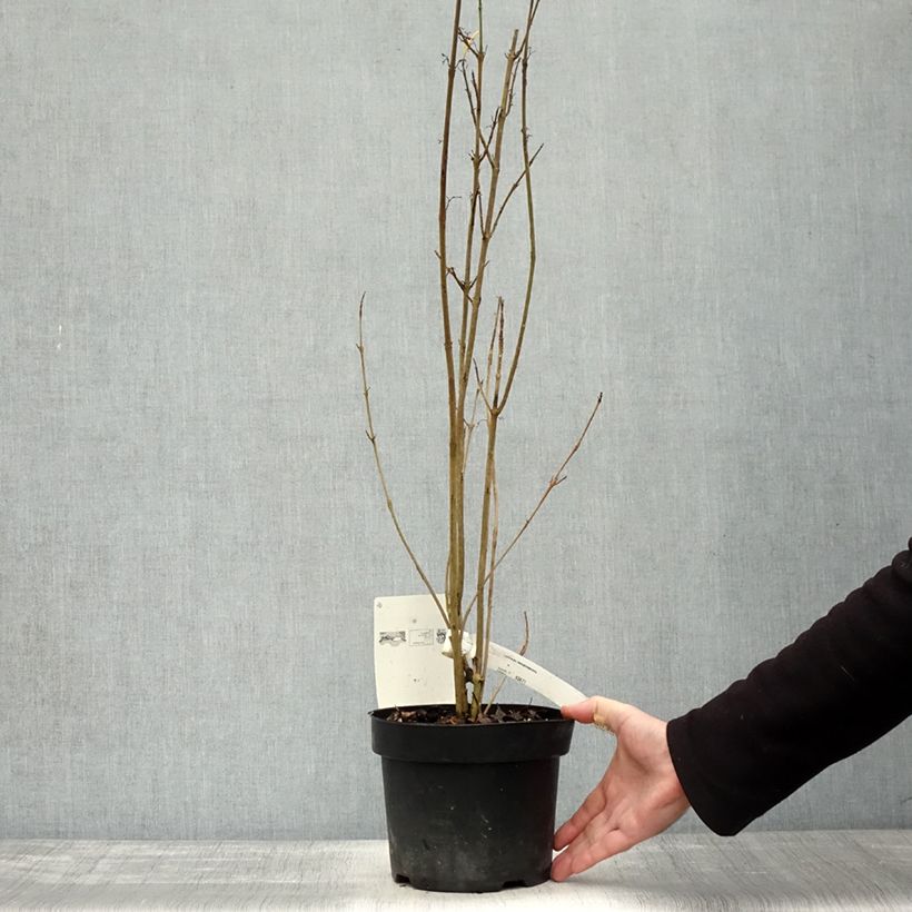 Spécimen de Callicarpa kwangtungensis Pot de 2L/3L tel que livré en automne