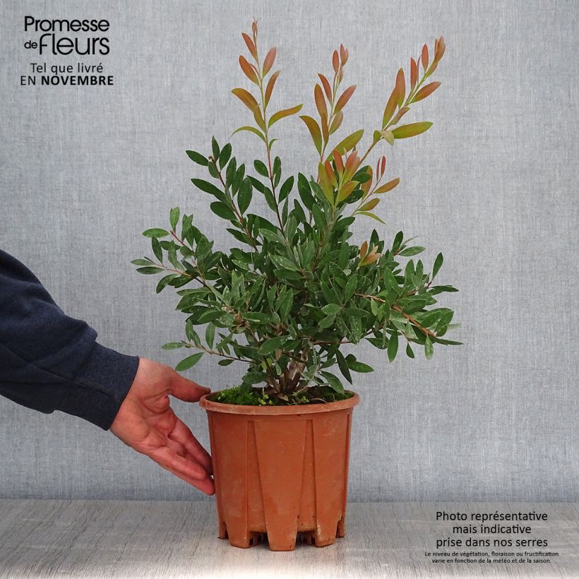 Spécimen de Callistemon citrinus Mauve Mist - Rince bouteille Pot de 3L/4L, Touffe tel que livré en automne