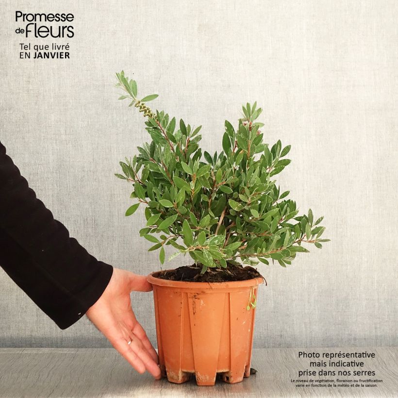 Spécimen de Callistemon citrinus Mauve Mist - Rince bouteille Pot de 3L/4L, Touffe tel que livré en hiver