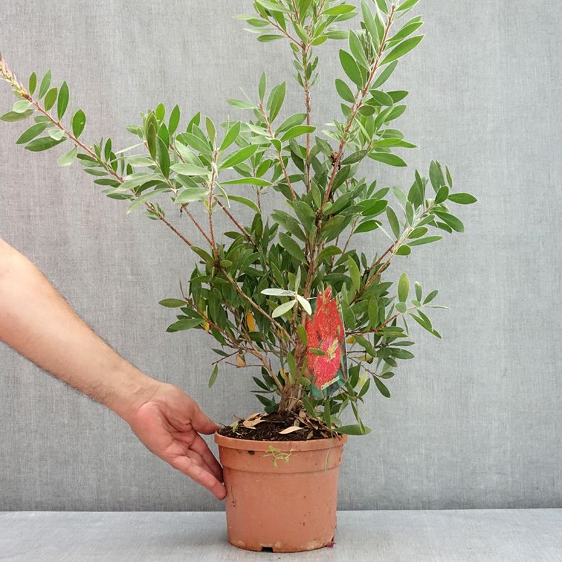 Spécimen de Callistemon citrinus Splendens - Rince-bouteille Pot de 2L/3L tel que livré en été