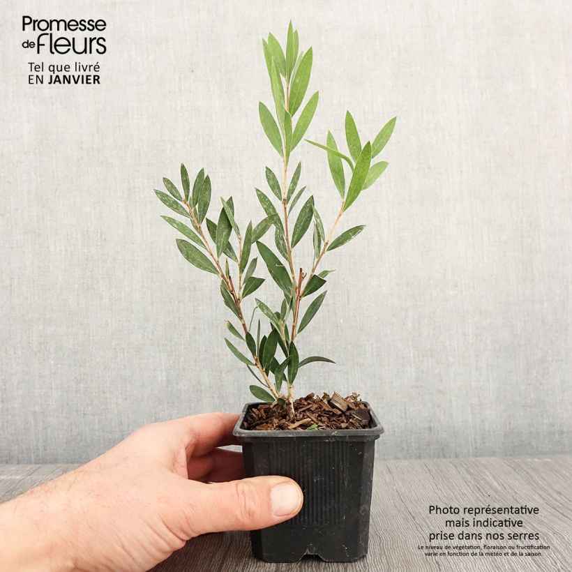 Spécimen de Callistemon Inferno - Rince bouteille Godet de 8/9 cm tel que livré en hiver