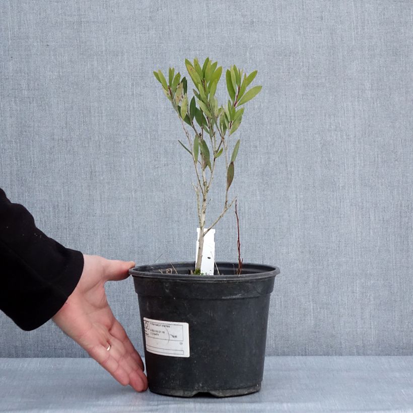 Spécimen de Callistemon Inferno - Rince bouteille Pot de 3L/4L tel que livré en hiver