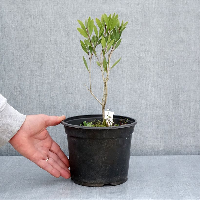 Spécimen de Callistemon Inferno - Rince bouteille Pot de 3L/4L tel que livré au printemps