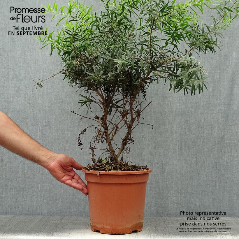 Spécimen de Callistemon masotti Mini Red - Rince bouteille Pot de 7,5L/10L tel que livré en automne
