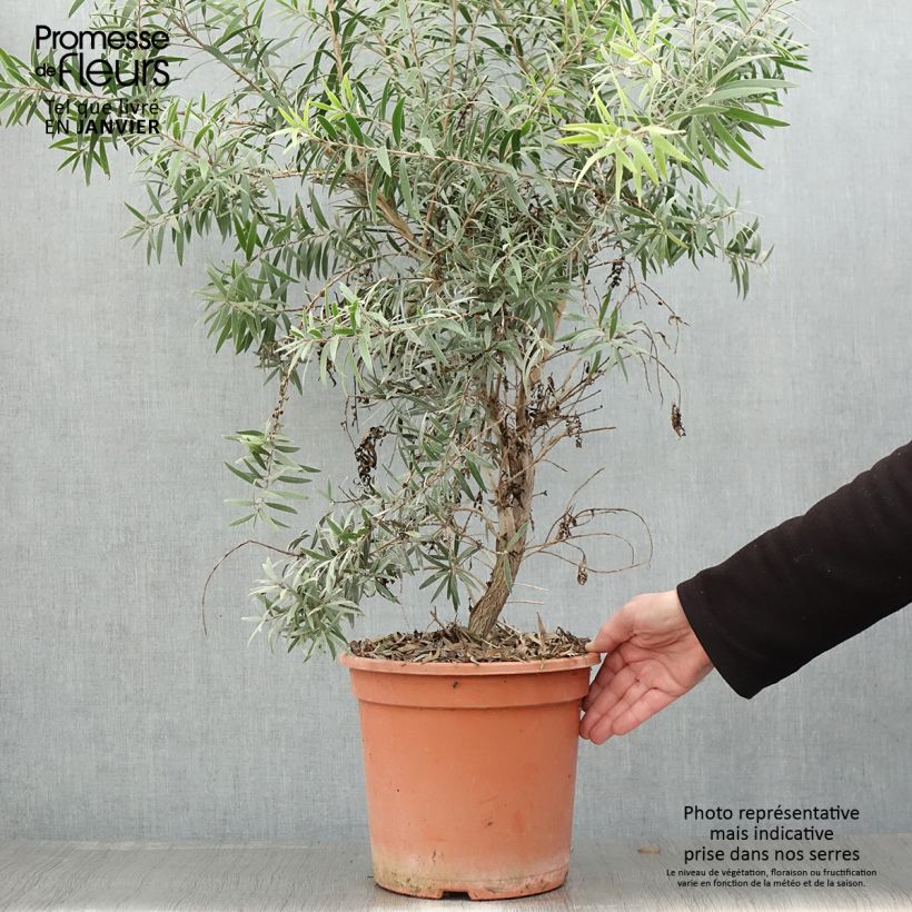 Spécimen de Callistemon masotti Mini Red - Rince bouteille Pot de 7,5L/10L tel que livré en hiver