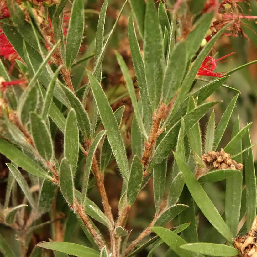 Callistemon masotti Mini Red - Rince bouteille (Feuillage)