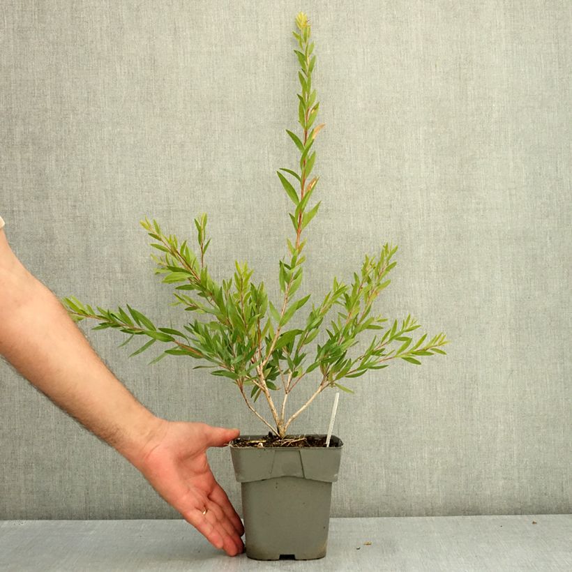 Spécimen de Callistemon Outback Fire - Rince bouteille Pot de 2L/3L tel que livré en été