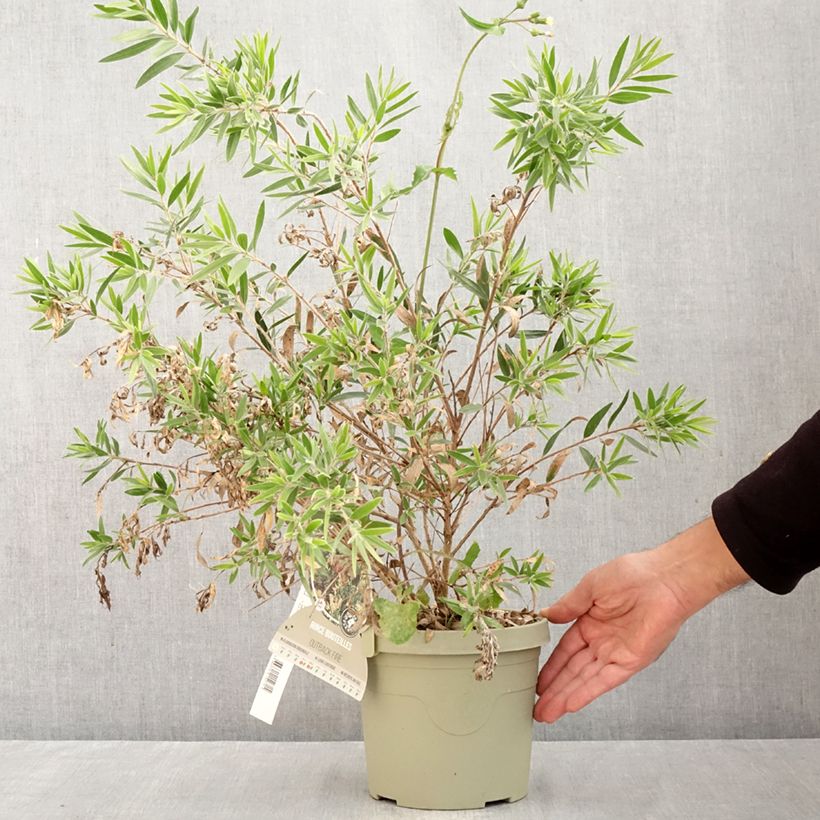 Spécimen de Callistemon Outback Fire - Rince bouteille Pot de 3L/4L tel que livré en automne