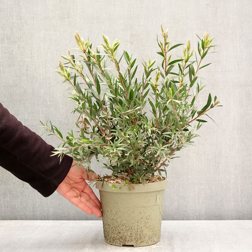 Spécimen de Callistemon Outback Fire - Rince bouteille Pot de 3L/4L tel que livré au printemps