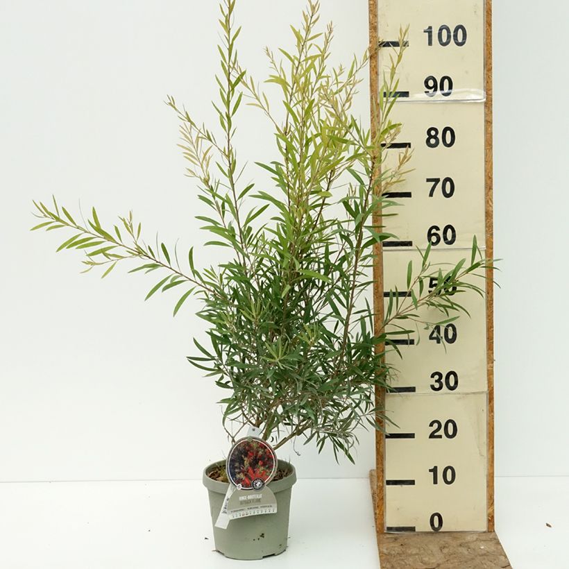 Spécimen de Callistemon Outback Flame - Rince bouteille Pot de 3L/4L tel que livré en été