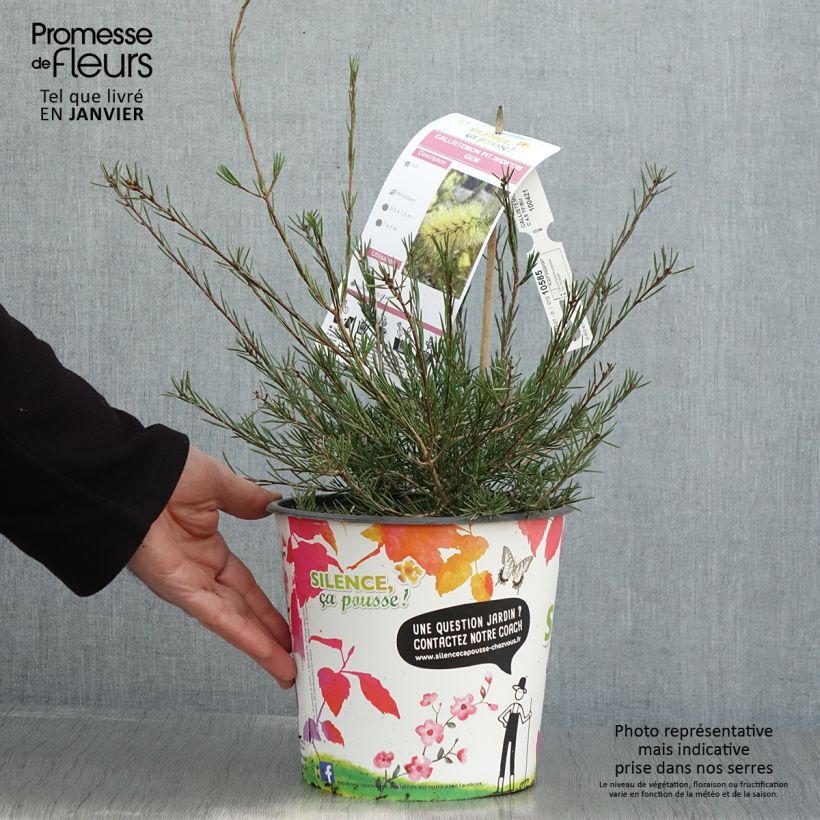 Spécimen de Callistemon pityoides Widdicomb Gem - Rince-bouteille Pot de 4L/5L tel que livré en hiver