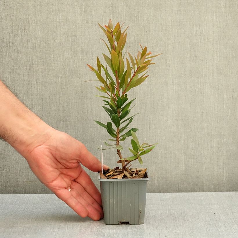 Spécimen de Callistemon Red rocket - Rince bouteille Godet de 8/9 cm tel que livré en automne