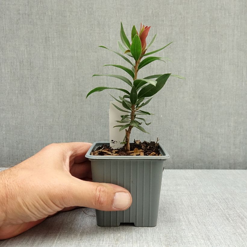 Spécimen de Callistemon Red rocket - Rince bouteille Godet de 8/9 cm tel que livré en été