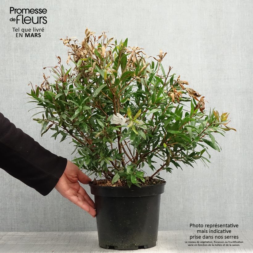 Spécimen de Callistemon Red rocket - Rince bouteille Pot de 3L/4L tel que livré au printemps