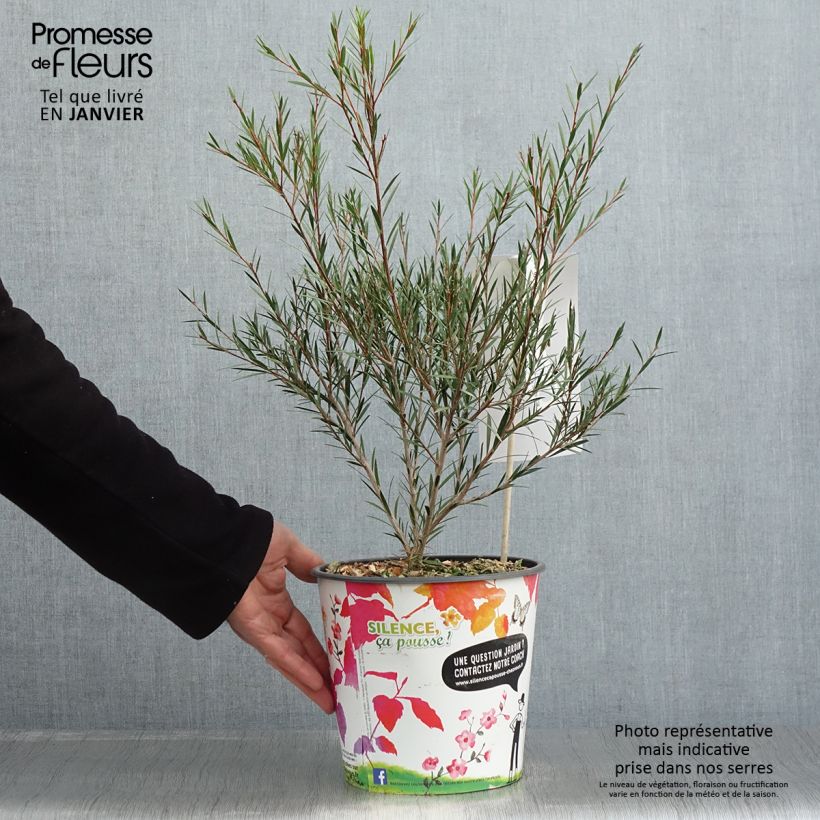 Spécimen de Callistemon rigidus - Rince-bouteille Pot de 4L/5L tel que livré en hiver
