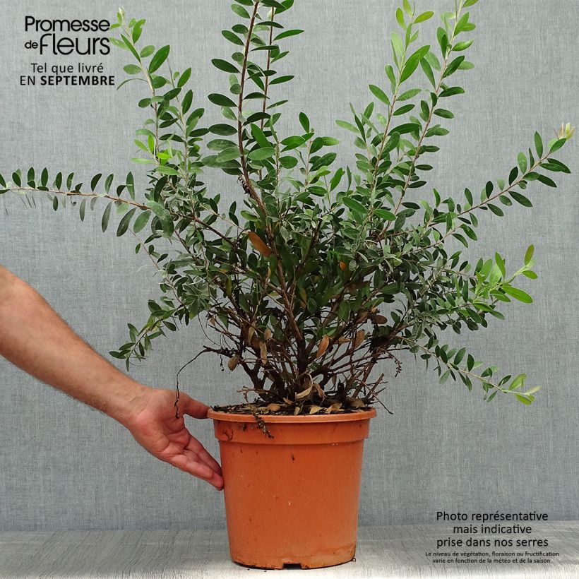 Spécimen de Callistemon viminalis Bright Pink - Rince bouteille pleureur Pot de 7,5L/10L tel que livré en automne