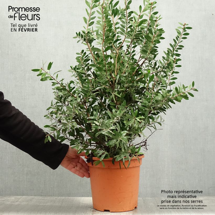 Spécimen de Callistemon viminalis Bright Pink - Rince bouteille pleureur Pot de 7,5L/10L tel que livré en hiver