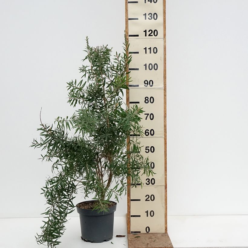 Spécimen de Callistemon viminalis Hannah Ray - Rince-bouteille Pot de 7,5L/10L tel que livré en hiver