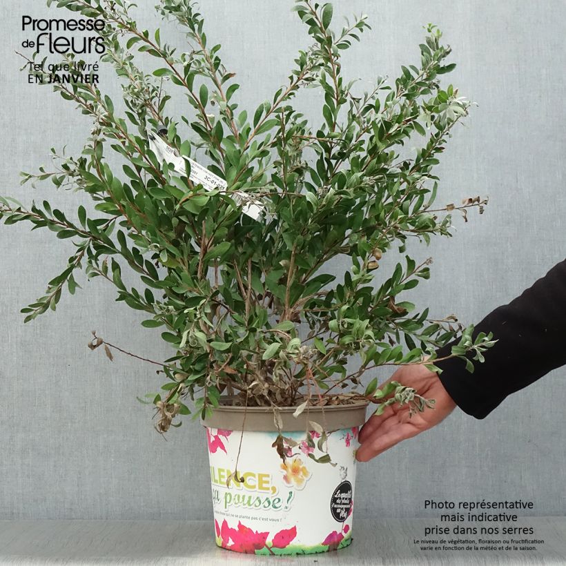Spécimen de Callistemon viminalis Hot Pink – Rince bouteille Pot de 6L/7L tel que livré en hiver