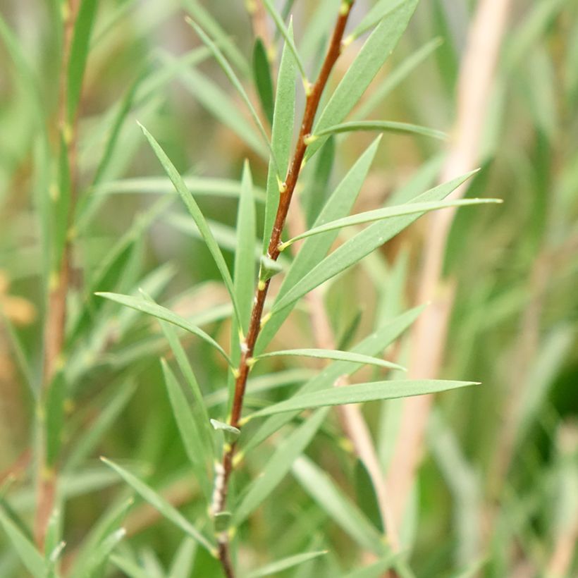 Callistemon Woodlander's Hardy - Rince-bouteille (Feuillage)