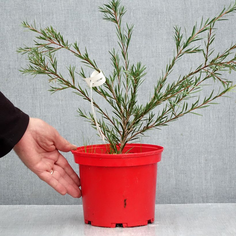 Spécimen de Callistemon Woodlander's Hardy - Rince-bouteille Pot de 3L/4L tel que livré en automne