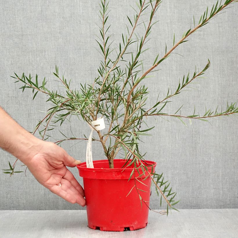 Spécimen de Callistemon Woodlander's Hardy - Rince-bouteille Pot de 3L/4L tel que livré en été