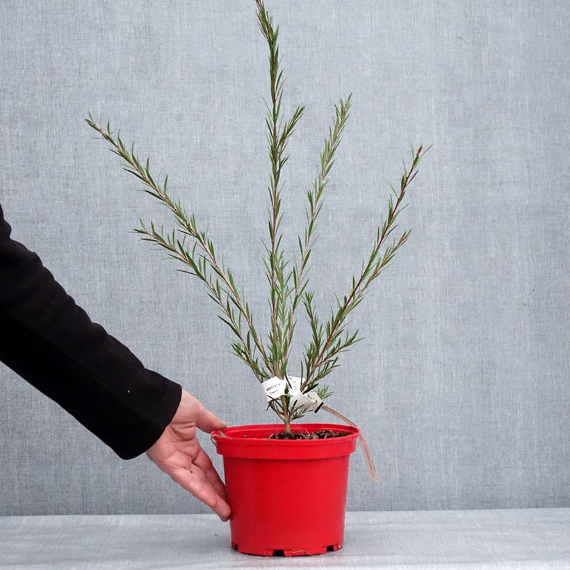 Spécimen de Callistemon Woodlander's Hardy - Rince-bouteille Pot de 3L/4L tel que livré en hiver