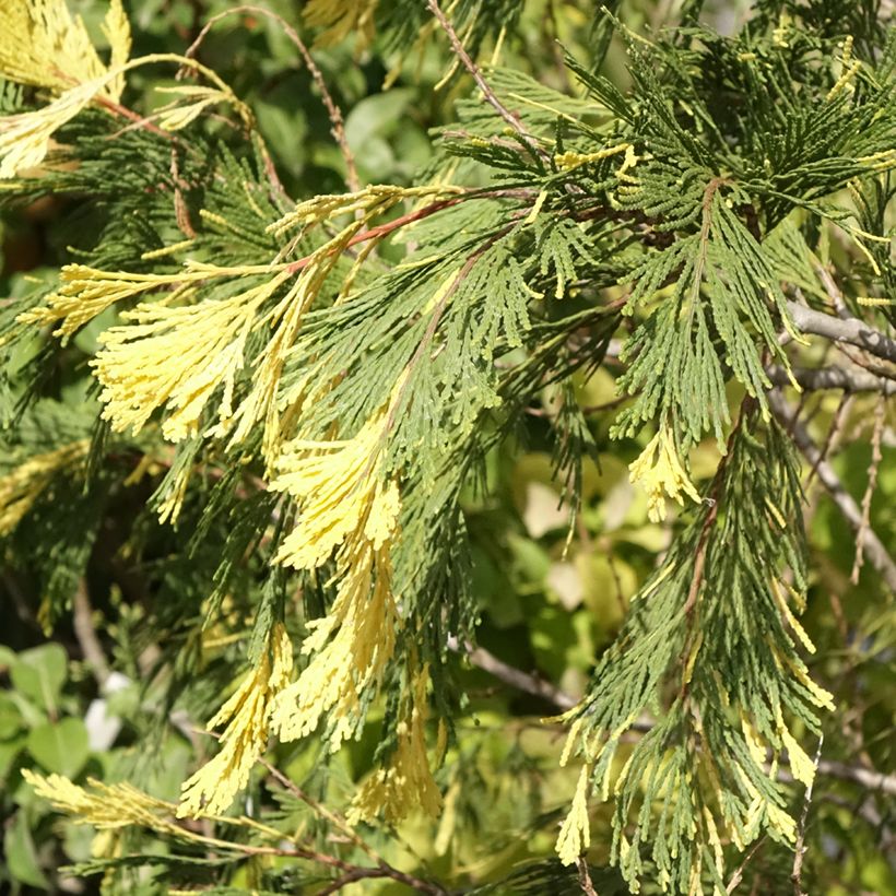 Calocedrus decurrens Aureovariegata - Cèdre blanc de Californie (Feuillage)
