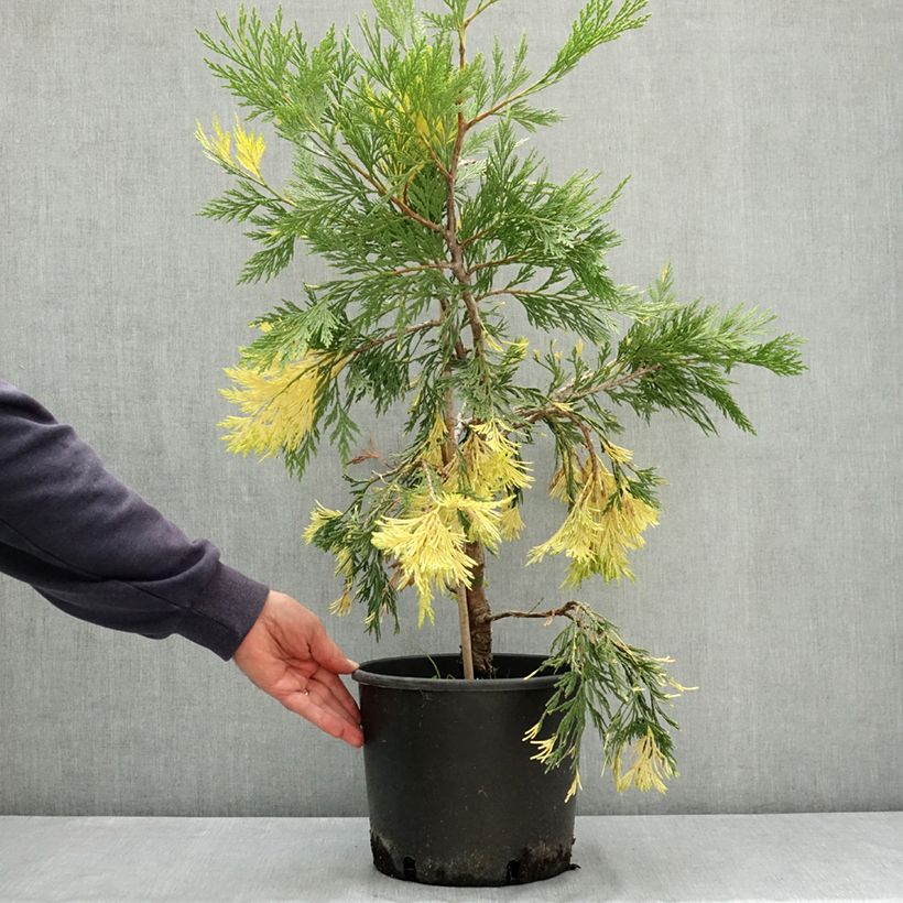 Spécimen de Calocedrus decurrens Aureovariegata - Cèdre blanc de Californie Pot de 7,5L/10L tel que livré en été