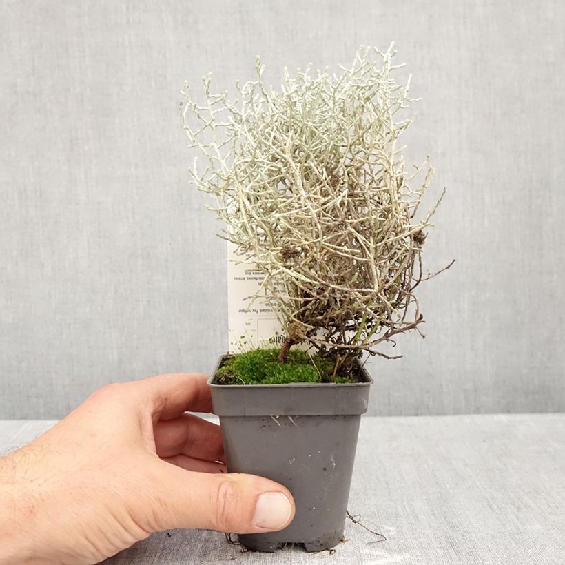 Spécimen de Calocephalus brownii ou Leucophyta brownii  - Calocéphale de Brown Godet de 8/9 cm tel que livré en automne