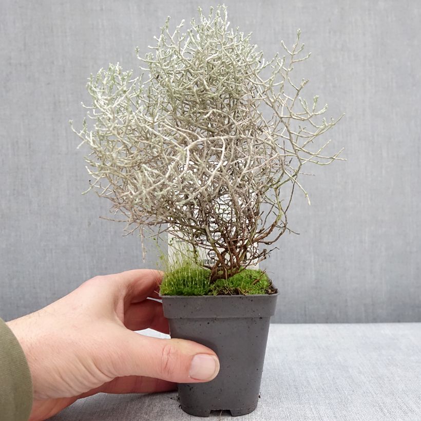 Spécimen de Calocephalus brownii ou Leucophyta brownii  - Calocéphale de Brown Godet de 8/9 cm tel que livré en hiver