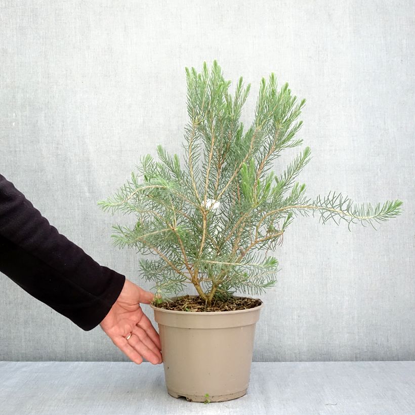 Spécimen de Calothamnus quadrifidus Grey Form (= Grey Leaf)  Pot de 4L/5L tel que livré en automne