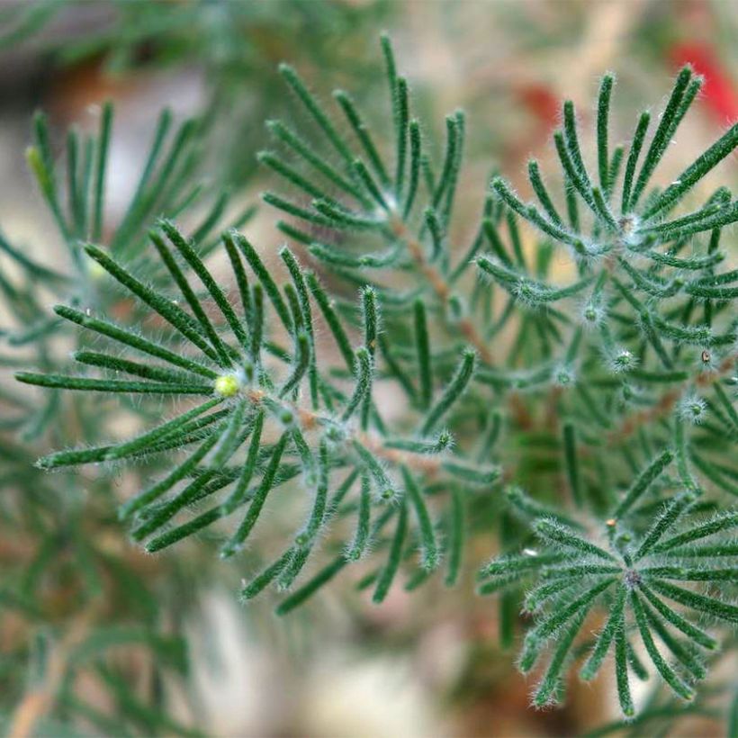 Calothamnus quadrifidus Grey Form (= Grey Leaf) (Feuillage)