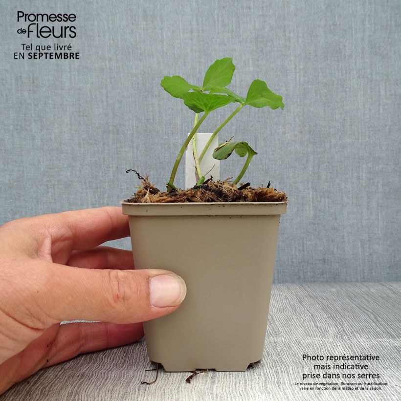 Spécimen de Caltha palustris Plena - Populage double  Godet de 8/9 cm tel que livré en automne