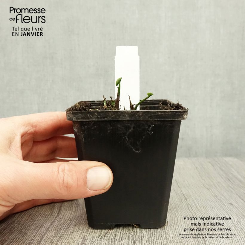 Spécimen de Caltha palustris Plena - Populage double  Godet de 8/9 cm tel que livré en hiver