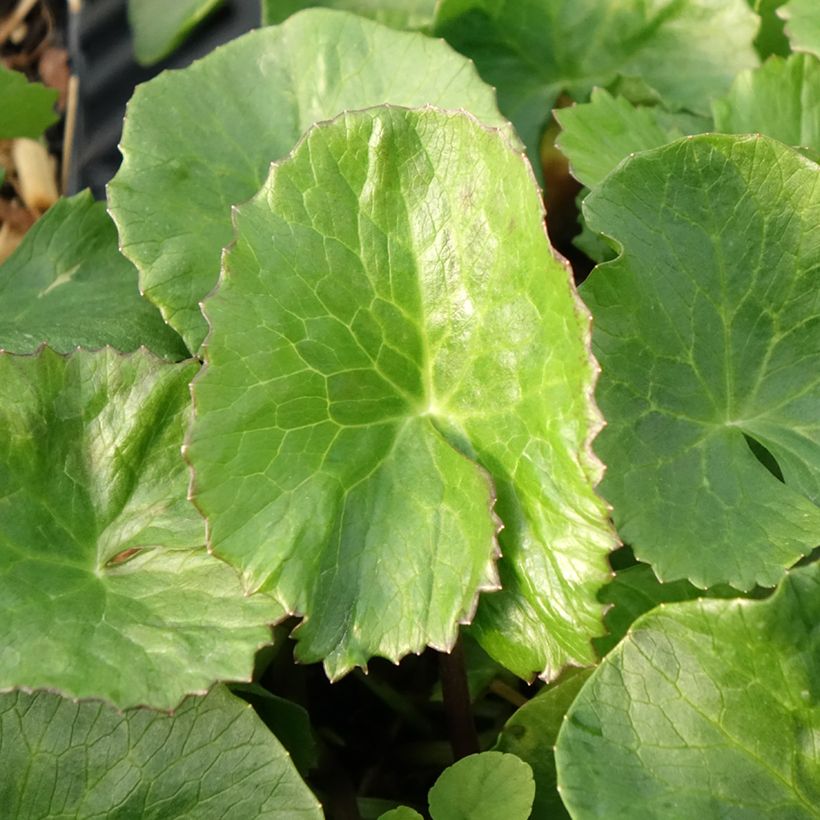 Caltha palustris Plena - Populage double (Feuillage)