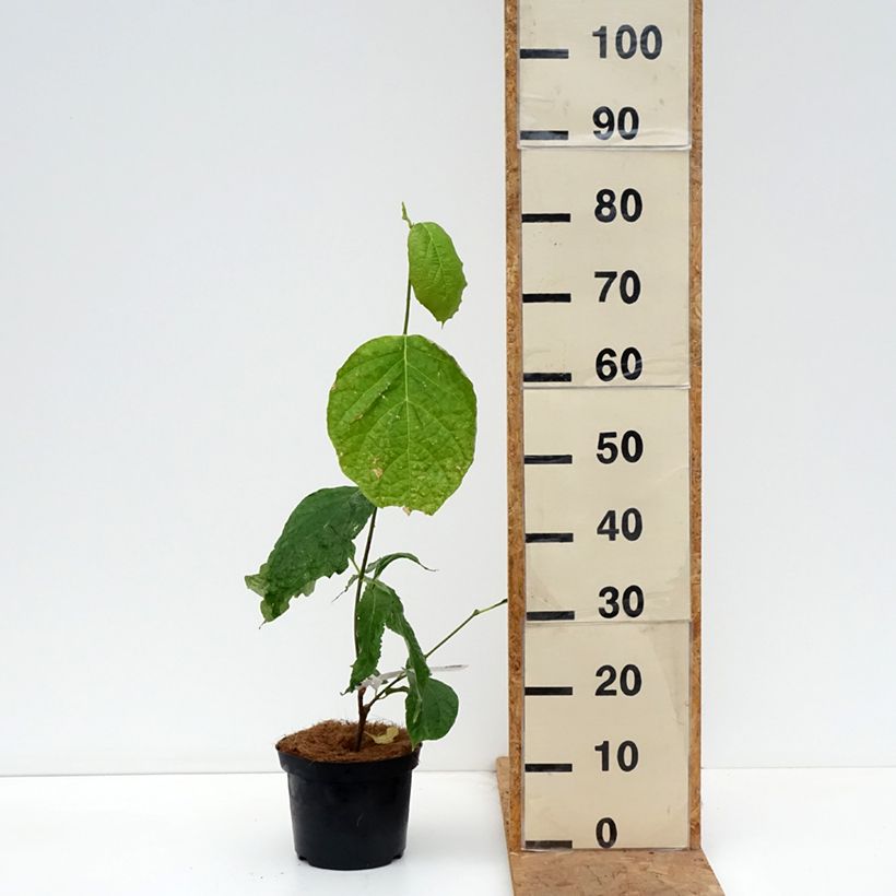 Spécimen de Calycanthus chinensis - Arbre aux anémones Pot de 3L/4L tel que livré en automne