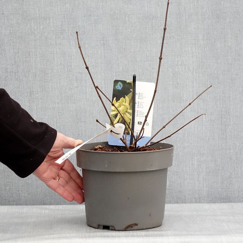 Spécimen de Calycanthus floridus Athens - Arbre aux anémones Pot de 3L/4L tel que livré en hiver