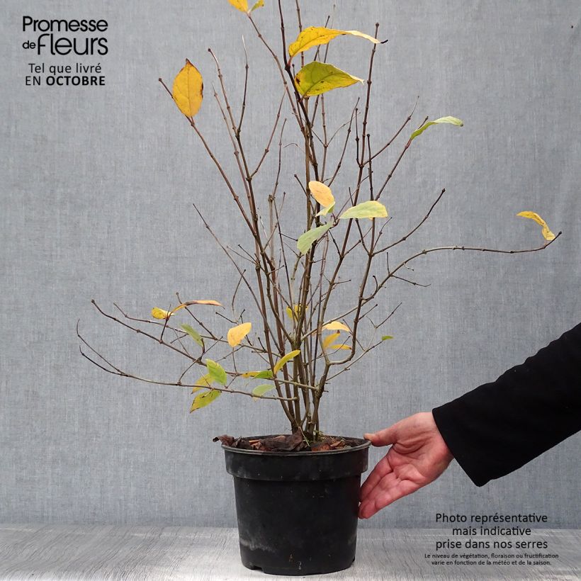 Spécimen de Calycanthus floridus - Arbre aux anémones Pot de 4L/5L tel que livré en automne